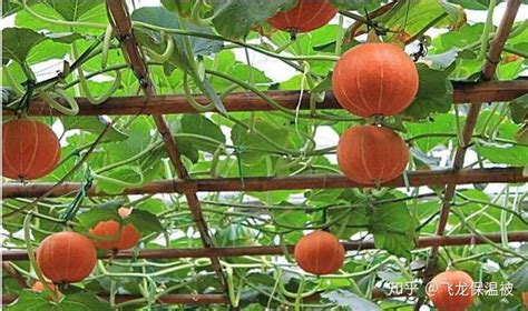 南瓜高产栽培技术-种植技术-中国花木网