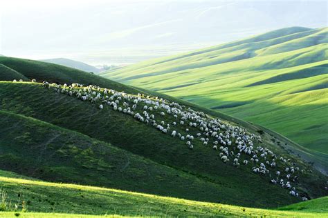 卧在山坡山的羊,草原风光,自然风景,摄影,汇图网www.huitu.com