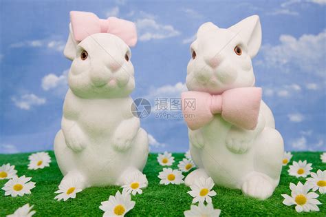 两只兔子高清图片下载-正版图片501482229-摄图网