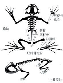 尾杆骨 的图像结果