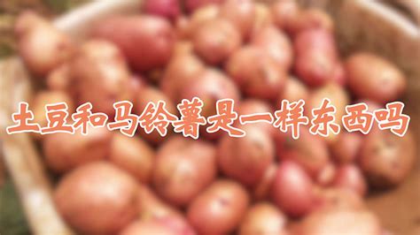 土豆和马铃薯是一样东西吗 —【发财农业网】