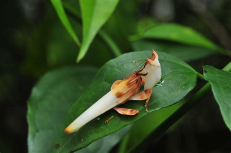 史上最美螳螂，长得像朵兰花，狠起来却会吃掉自己的孩子和老公！_腾讯视频