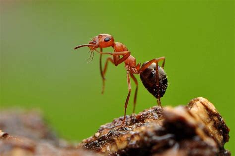 科学实验将蚂蚁放大100倍后，惊人的容貌清晰可见