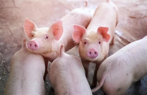 8月5日猪价：23省猪价下跌，但养殖户补栏热情上涨，下半年猪价将再创高点？ - 猪好多网