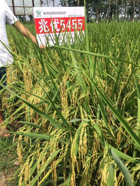 秦市乡：种植优质稻19675亩 占全乡粮食种植面积的74% - 五城同创 - 江陵县人民政府