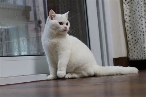 白色的小公猫取什么名字好，纯白色公猫起什么名字好听-酷派宠物网