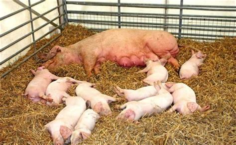 猪场实用！母猪发情鉴定和适时配种的六个关键点！_公猪