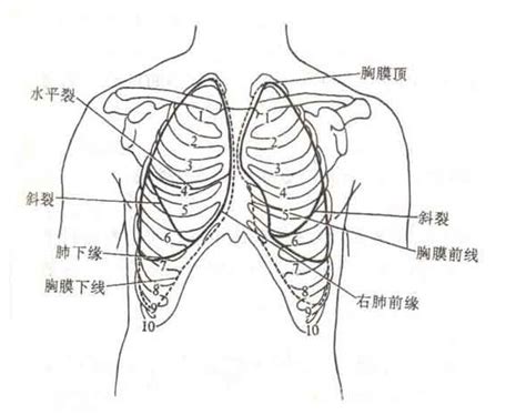 人体胸膜解剖示意图-人体解剖图,_医学图库