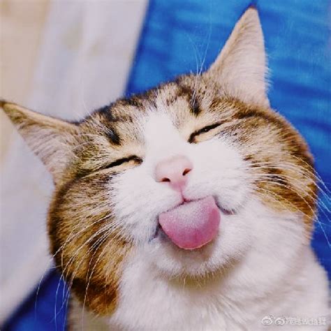 有哪些一见就笑得猫猫表情包？ - 知乎