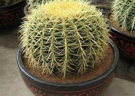 Cactus Pot 仙人掌植物学工作室疼痛伤害顶针沙漠植物危险盆栽房子高清图片下载-正版图片321187360-摄图网