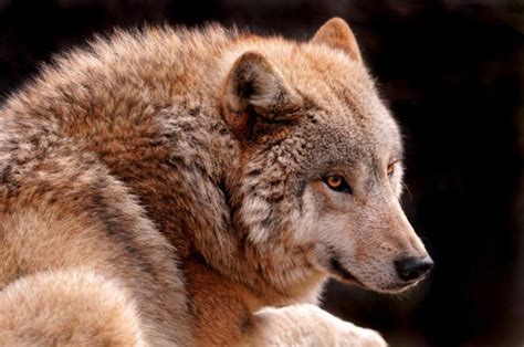 世界上最大的狼，也是唯一一种可以与大型猫科动物硬扛的狼_北美