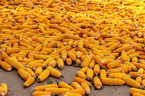秋季院子里晾晒的玉米丰收景象高清摄影大图-千库网