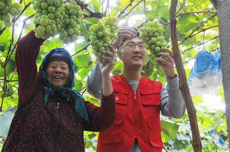 上海圣泉葡萄种植专业合作社 _主营醉金香葡萄,藤稔葡萄,美人指葡萄_位于上海市金山区_一比多
