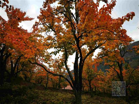 11月秋季到四川川西一定会打卡看红叶彩林的地方为金川红叶谷 - 阿坝州旅游攻略 - 四川结伴之旅