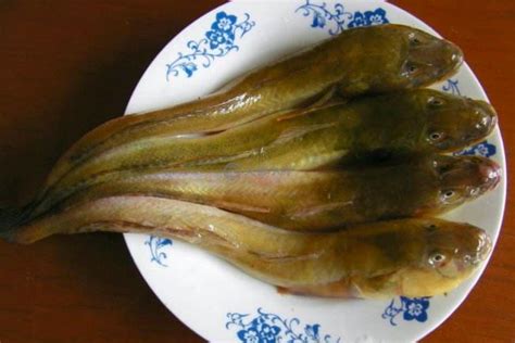 泥巴鱼图片