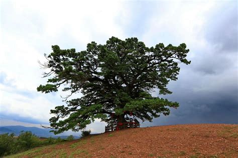 2024千年老龙树旅游攻略-门票价格-景点信息_旅泊网