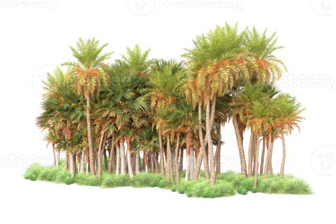 Tropical forest isolated on transparent background. 3d rendering ...