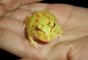 角蛙寿命 的图像结果