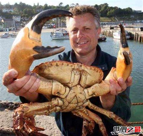 世界上最大的螃蟹排名 帝王蟹仅第三，第一体长可达3米_排行榜123网