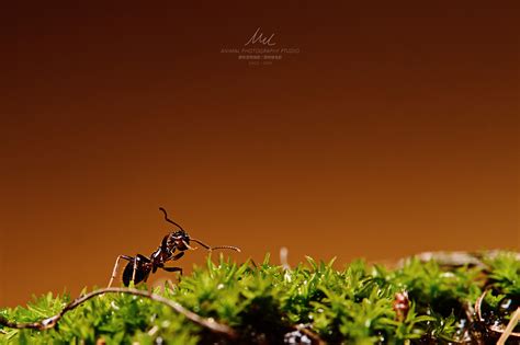 【蚂蚁摄影图片】草丛生态摄影_摄氏_太平洋电脑网摄影部落