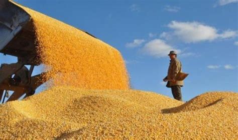 欧洲“缺气”导致“粮食的粮食”减产，化肥成本对国际粮价的支撑或延续至明年_手机新浪网