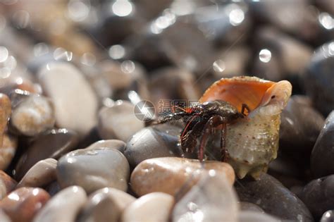 在海滩上爬行的螃蟹图片下载 - 觅知网