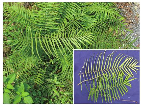 蜈蚣草-神农架植物-图片