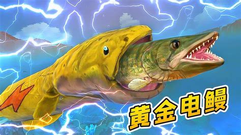 海底大猎杀12：鳝鱼进化成黄金大电鳗，能释放闪电，击晕一切鱼类