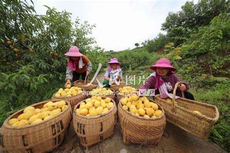 贵州玉屏：黄桃产业促增收-人民图片网