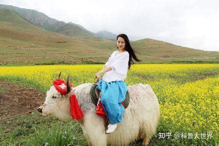 中国最大的2吨牛,巨型牛,比利时蓝牛(第7页)_大山谷图库