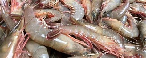 基围虾是凉性还是温性食物，怎样清洗基围虾 - 农敢网