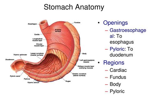 PPT - Stomach Anatomy PowerPoint Presentation, free download - ID:1940155