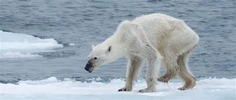 是什么，让北极熊瘦成了狗？(4)-国际环保在线