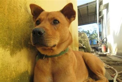 广西土猎犬，一种穿梭在深山当中的优秀猎狗，活跃在十万大山当中