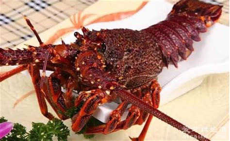 全球十大龙虾品种：波士顿龙虾上榜，澳洲龙虾夺冠(3)_巴拉排行榜