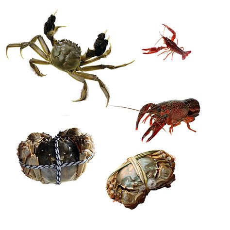 螃蟹和龙虾的图片,螃蟹图片,螃蟹图片_大山谷图库