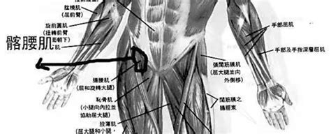 髂腰肌位置图片