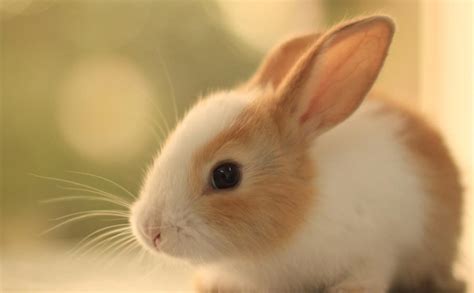 侏儒海棠兔的耳朵为什么那么短？说了你别不信-宠物网