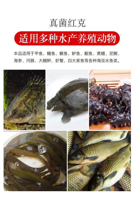 过年你的鱼缸擦了吗？ - 大日玉鲭鱼 - 广州观赏鱼批发市场