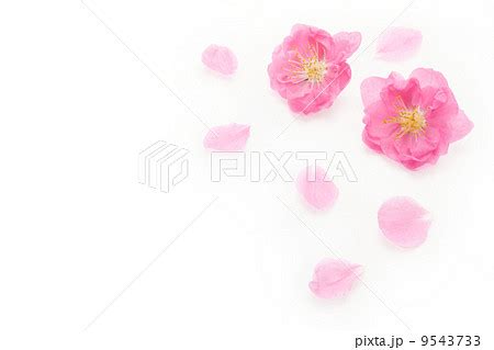 桃の花びらの写真素材 [9543733] - PIXTA