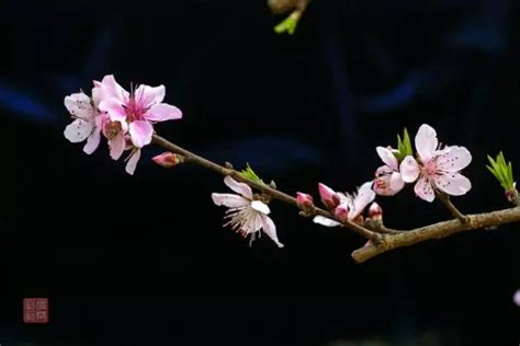 桃花的寓意和象征花语是什么-绿宝园林网