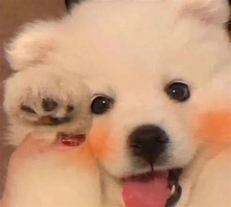 头像欧美狗图片