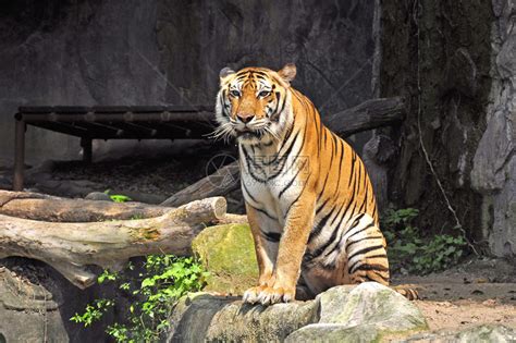 泰国动物园的老虎高清图片下载-正版图片502766793-摄图网