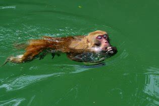 成功抓到活生生的水猴子了 原来是这家伙|猴子|河童|水鬼_新浪新闻