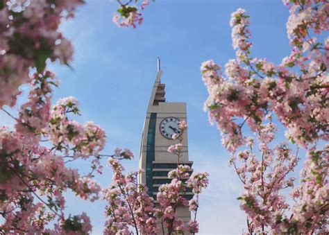 春花烂漫 💐