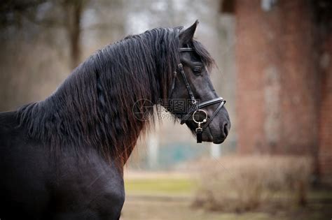 黑种马一匹运动黑马的画像纯种高清图片下载-正版图片507140638-摄图网