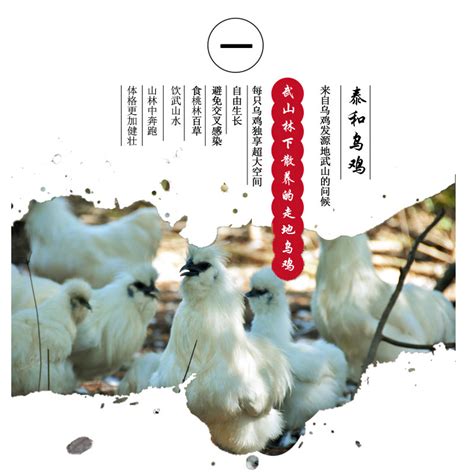 江西泰和白凤乌鸡（150天）-商品详情-光明菜管家