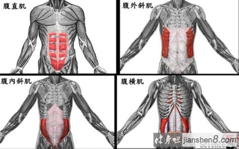 上腹部位置图图片