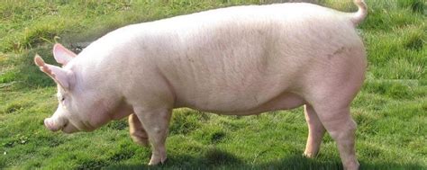 大白猪品种介绍，大白猪与长白猪的区别 - 运富春