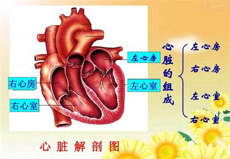 孔祥清教授：心房分流术治疗慢性心力衰竭_心力衰竭和心肌病网